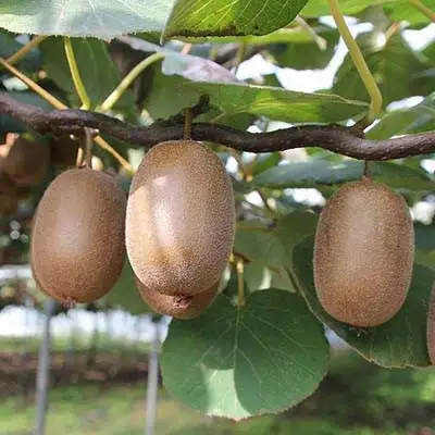 Актинидия ЗАКАРПАТЬЕ киви в Полоцке