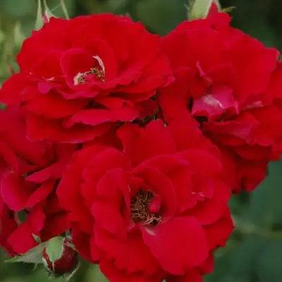 Роза ЧАМПЛЕЙН флорибунда в Полоцке