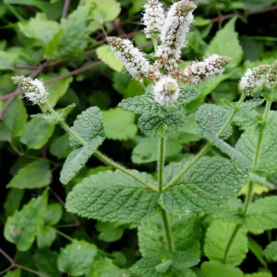 Мята яблочная в Полоцке