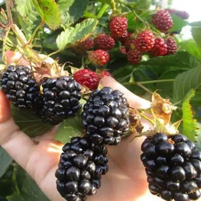 Ежевика НАВАХО бесшипная  в Полоцке