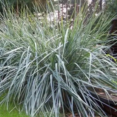 Элимус БЛЮ ДЮН песчаный в Полоцке