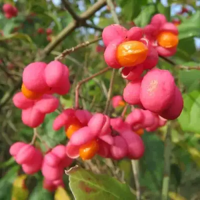 Бересклет ЕВРОПЕЙСКИЙ в Полоцке