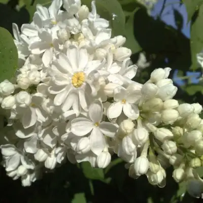 Сирень РОЧЕСТЕР в Полоцке