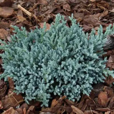 Можжевельник БЛЮ СПАЙДЕР чешуйчатый в Полоцке