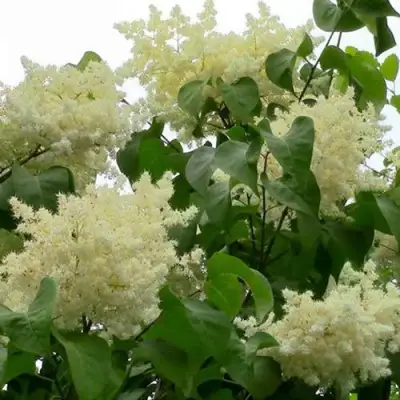 Сирень АМУРСКАЯ в Полоцке