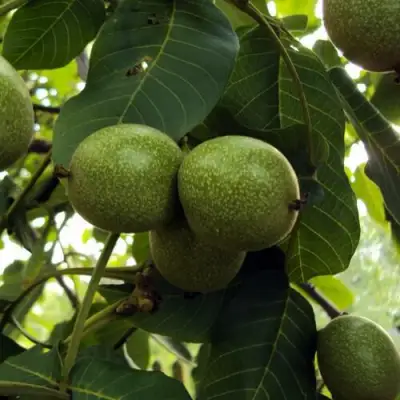 Грецкий орех ПИНСКИЙ в Полоцке