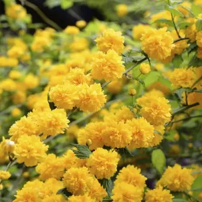 Керрия японская АУРЕОВАРИЕГАТТА в Полоцке