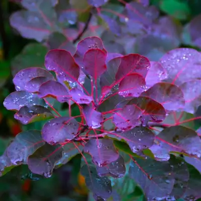 Скумпия ГРЕЙС в Полоцке
