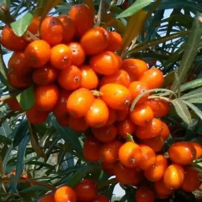 Облепиха ПЛАМЕННАЯ в Полоцке