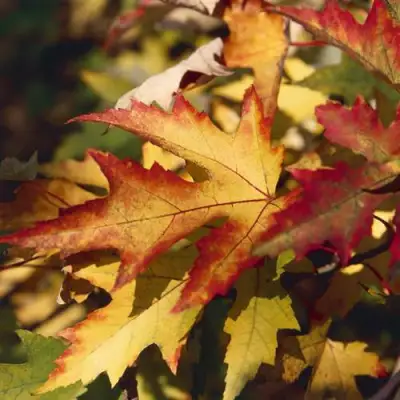 Клен серебристый в Полоцке