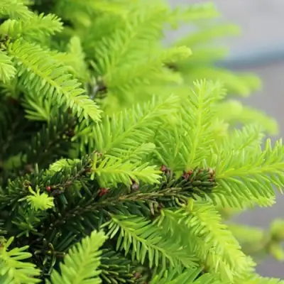 Ель НИДИФОРМИС обыкновенная в Полоцке