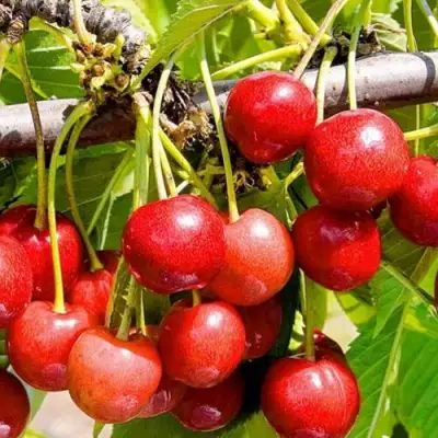 Черешня БЮТТНЕРА КРАСНАЯ в Полоцке