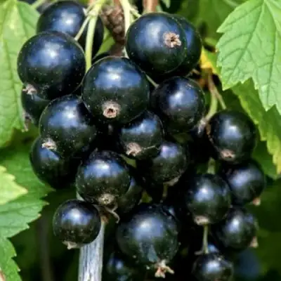 Смородина чёрная СЕЛЕЧЕНСКАЯ в Полоцке