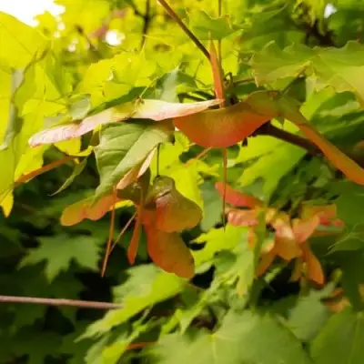 Клен ложноплатановый в Полоцке