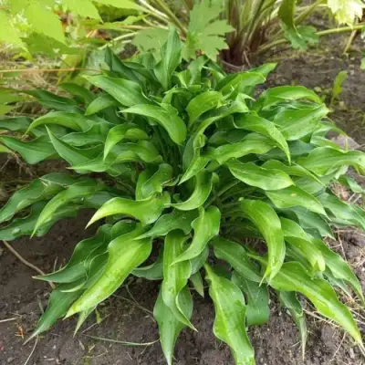 Хоста ГАРРИ ВАН ТРИЕР в Полоцке