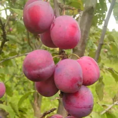 Слива ЭДИНБУРГСКАЯ в Полоцке