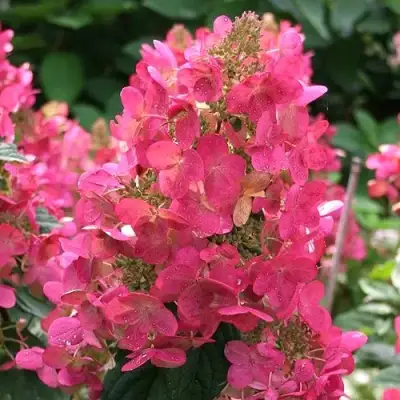 Гортензия МЕГА МИНДИ метельчатая в Полоцке