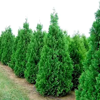 Туя СПИРАЛИС западная в Полоцке