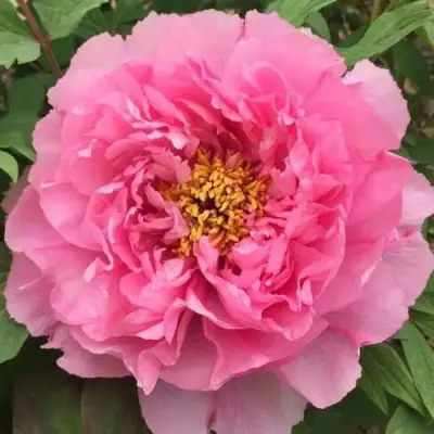 Пион РОЗОВЫЙ ЛОТОС древовидный в Полоцке