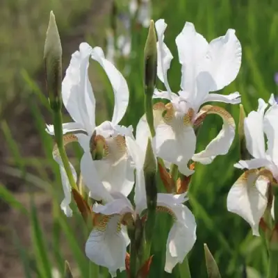 Ирис АЛЬБА сибирский в Полоцке
