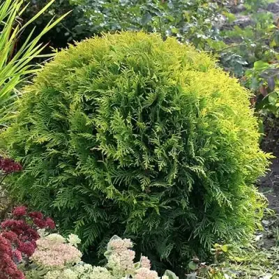 Туя ЕЛЛОУ ГЛОБ западная в Полоцке