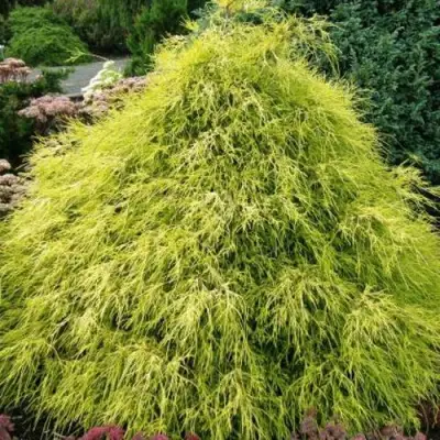 Кипарисовик ФИЛИФЕРА АУРЕА горохоплодный в Полоцке