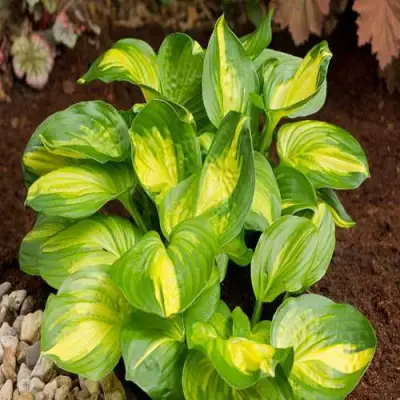 Хоста ЭМЕРАЛЬД ЧАРДЖЕР гибридная в Полоцке