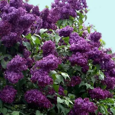 Сирень ИНДИЯ в Полоцке