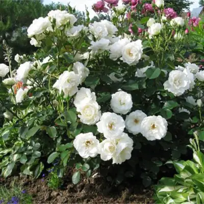 Роза АЛАБАСТЕР флорибунда в Полоцке