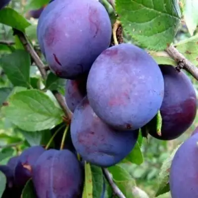 Слива ПЕРДРИГОН в Полоцке