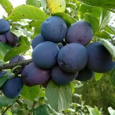 Слива КРОМАНЬ в Полоцке