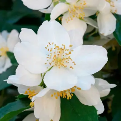 Жасмин ЮСТИНКА в Полоцке