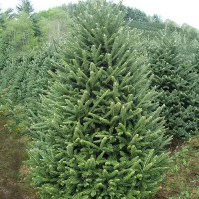 Пихта ФРАЗЕРА в Полоцке