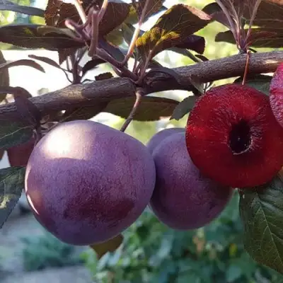 Слива ПАННА в Полоцке