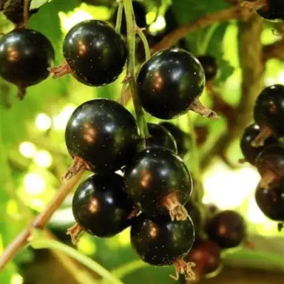 Смородина чёрная НАРА в Полоцке