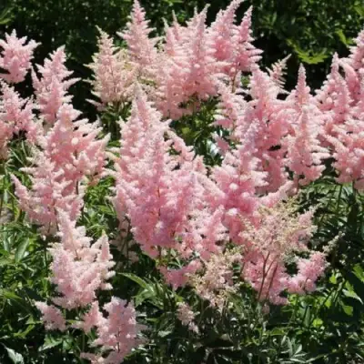 Астильба ГЛИТТЕР ЭНД ГЛАМУР китайская в Полоцке