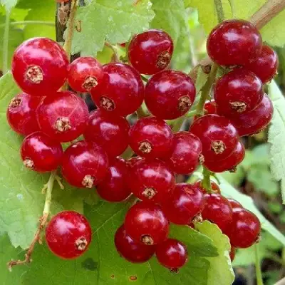 Смородина красная РОНДОМ в Полоцке