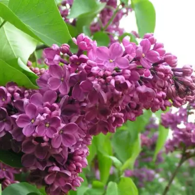 Сирень ДЕНЬ ПОБЕДЫ в Полоцке