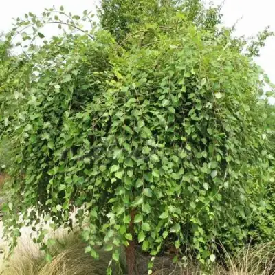 Береза САММЕР КАСКАД черная в Полоцке