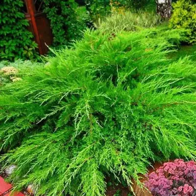 Можжевельник МИНТ ДЖУЛЕП средний в Полоцке