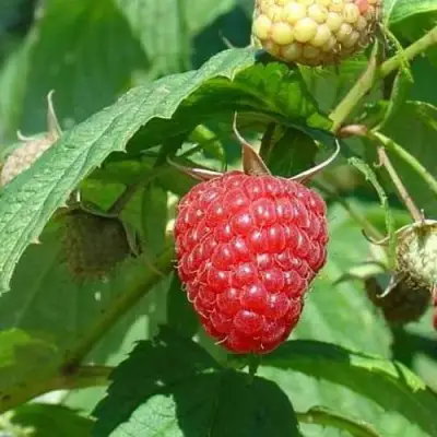 Малина КВЕЛЛИ в Полоцке