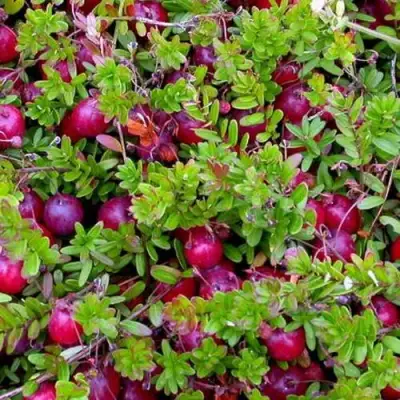 Клюква ПИЛИГРИМ в Полоцке