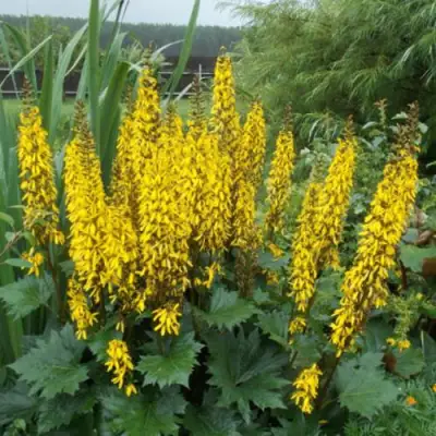 Бузульник ПРЖЕВАЛЬСКОГО в Полоцке