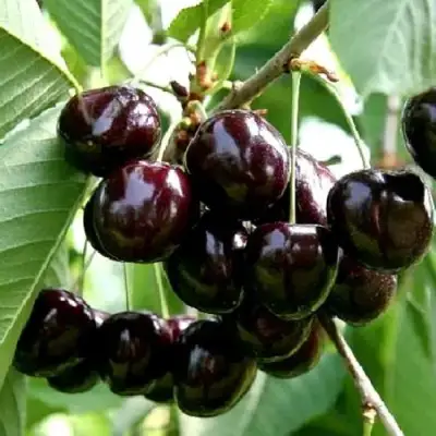 Дюк НОЧКА в Полоцке