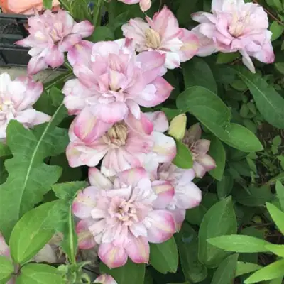 Клематис ИННОСЕНТ БЛАШ в Полоцке