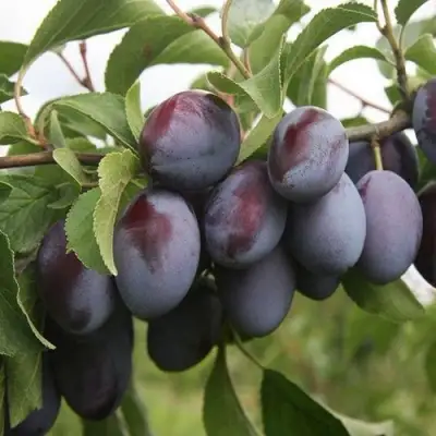 Слива РЕНКЛОД в Полоцке