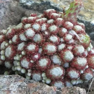 Молодило ГНАФАЛИУМ в Полоцке