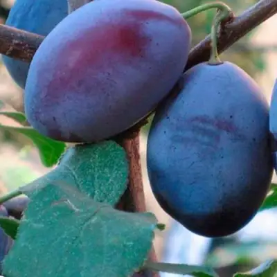 Слива СМОЛИНКА в Полоцке