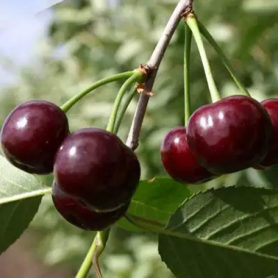 Вишня ЖАДАНА в Полоцке