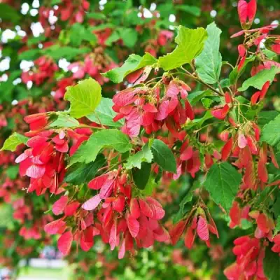 Клен татарский в Полоцке